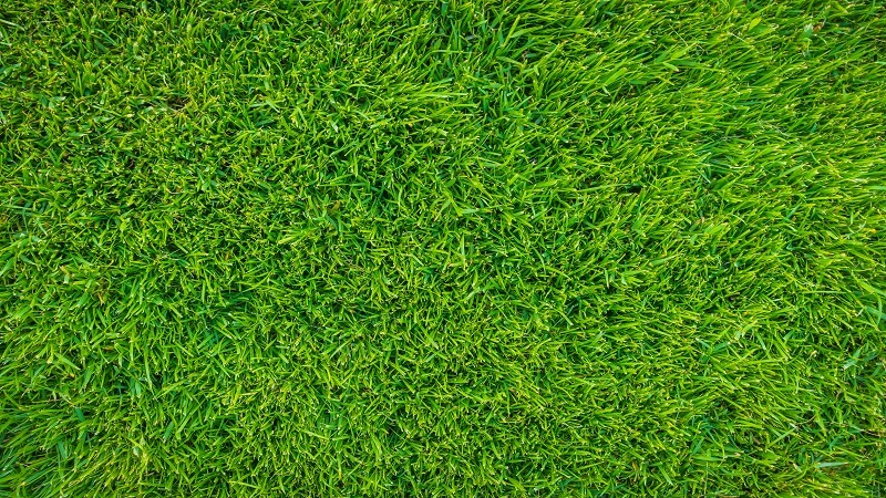 The Eco-Smart Lawn: Sustainable Practices That Work in Every Season